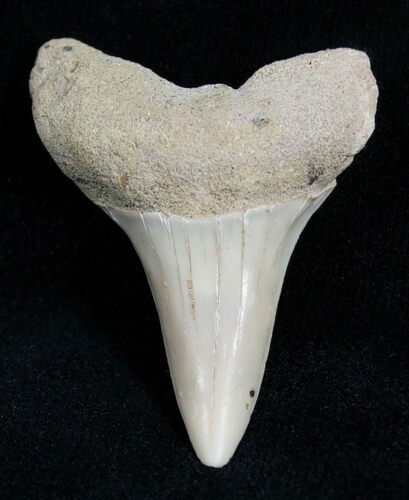 Mako Shark Tooth Fossil (Sharktooth Hill) #2104